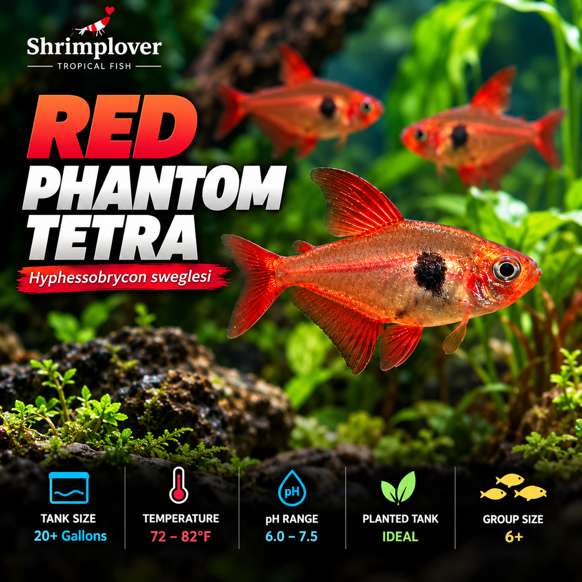 Red Phantom Tetra
