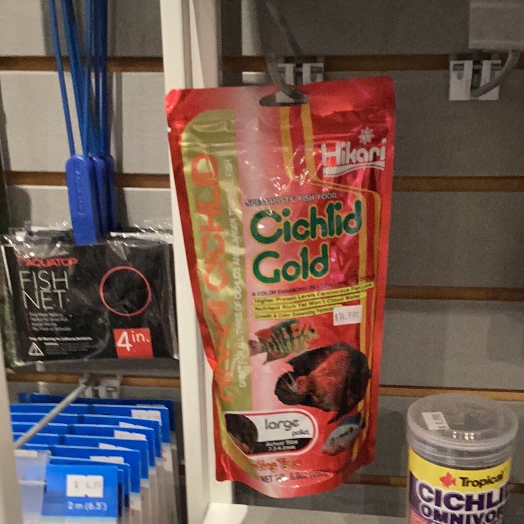 Hikari cichlid gold