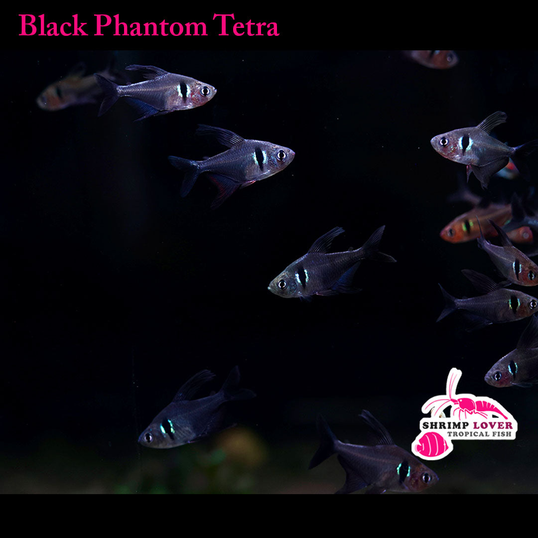 Black Phantom Tetra Hyphessobrycon megalopterus)