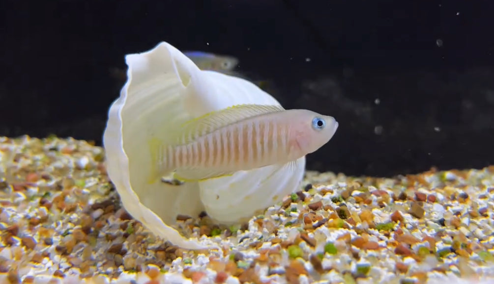 Multi Shell Dwellers (Neolamprologus Multifasciatus)