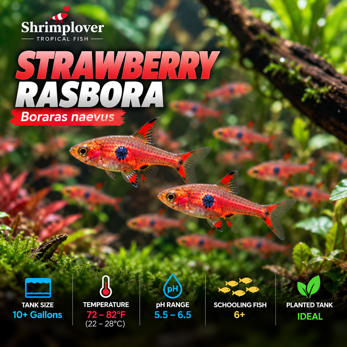 Strawberry Rasbora