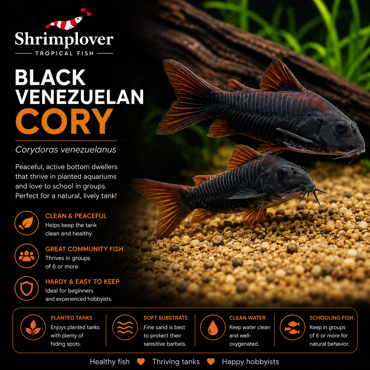 Black Venezuelan Cory