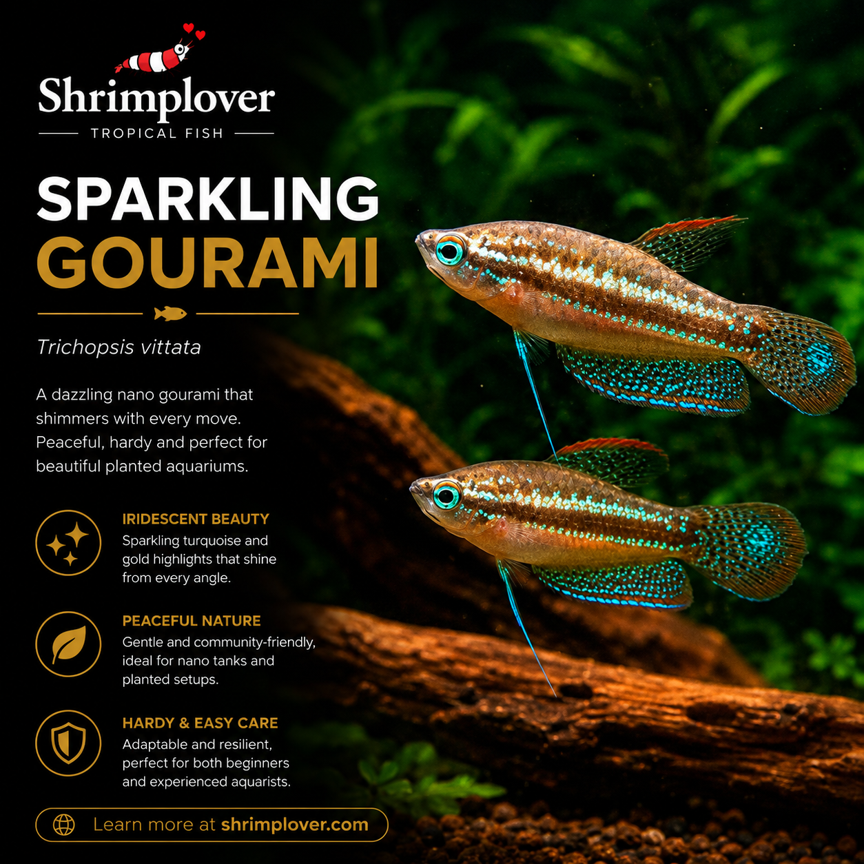 Sparkling Gourami