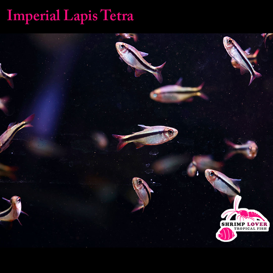 Imperial Lapis Tetra