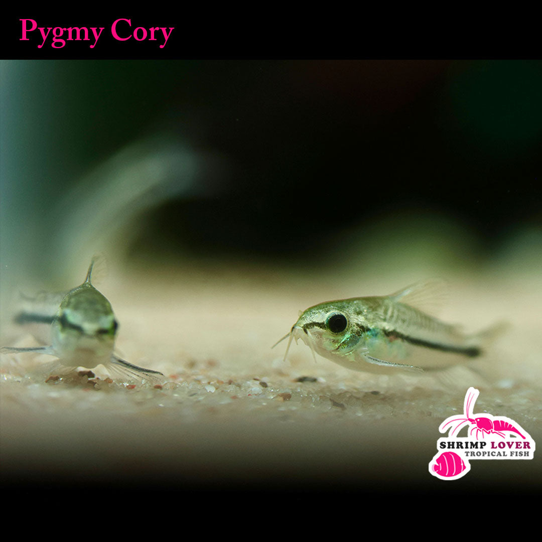 Pygmy Cory (Corydoras pygmaeus)