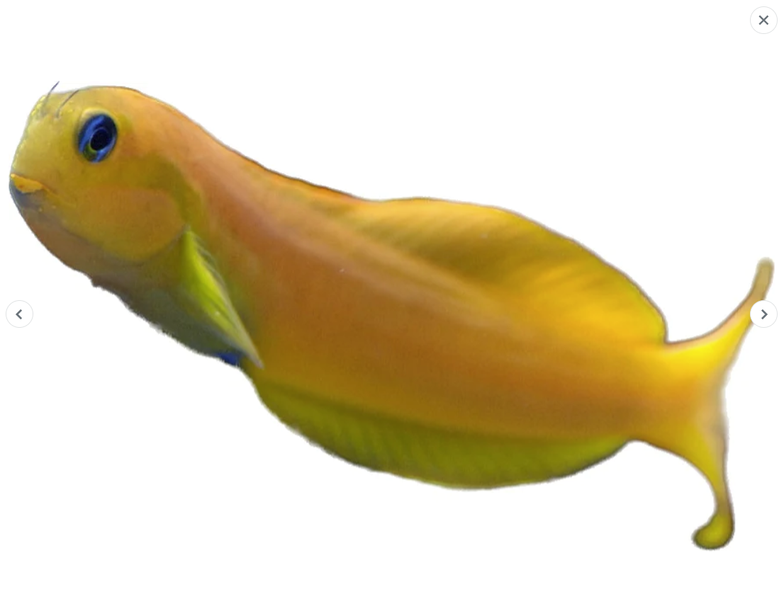 Yellow Midas Blenny- medium ( Pre-Order Only)