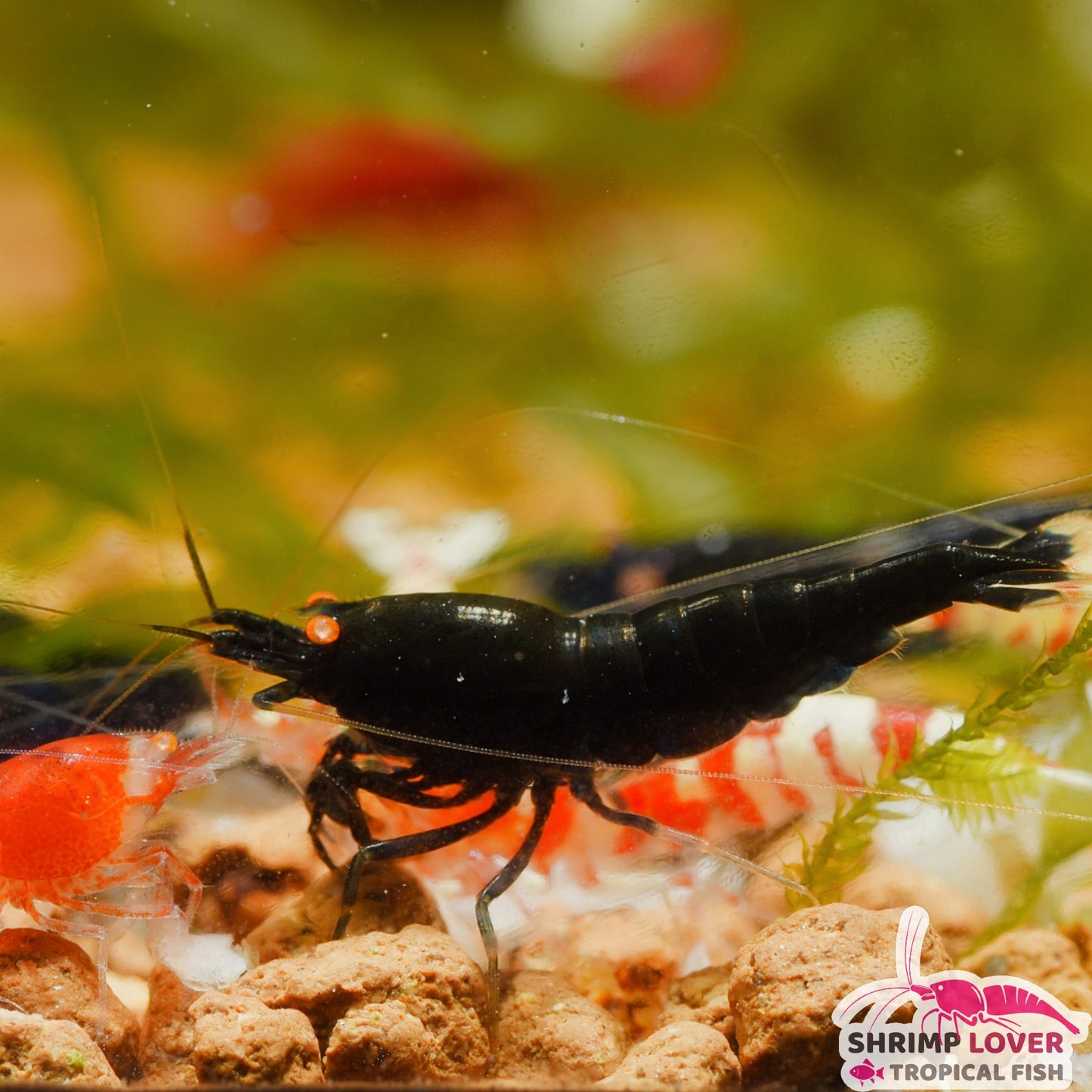 Golden eye Royal Blue Tiger