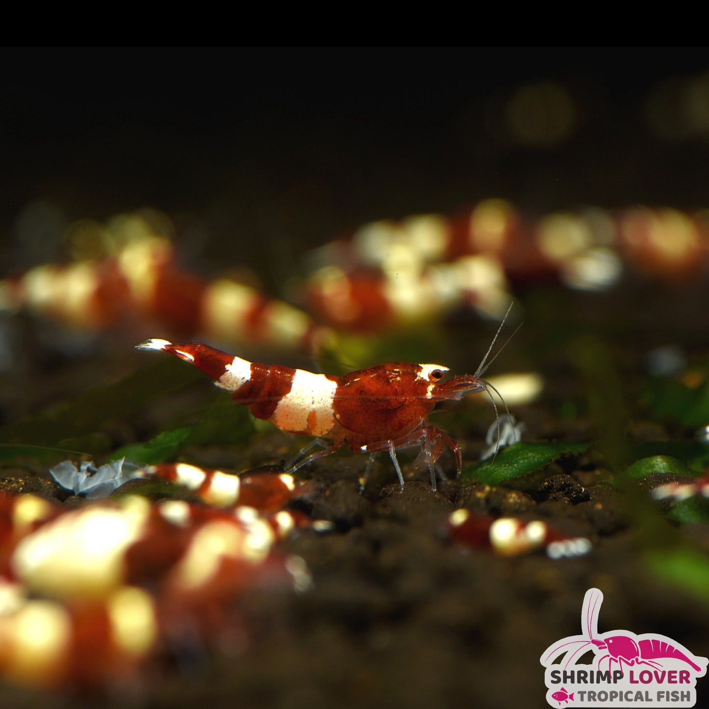 Wine Red Kingkong Shrimp