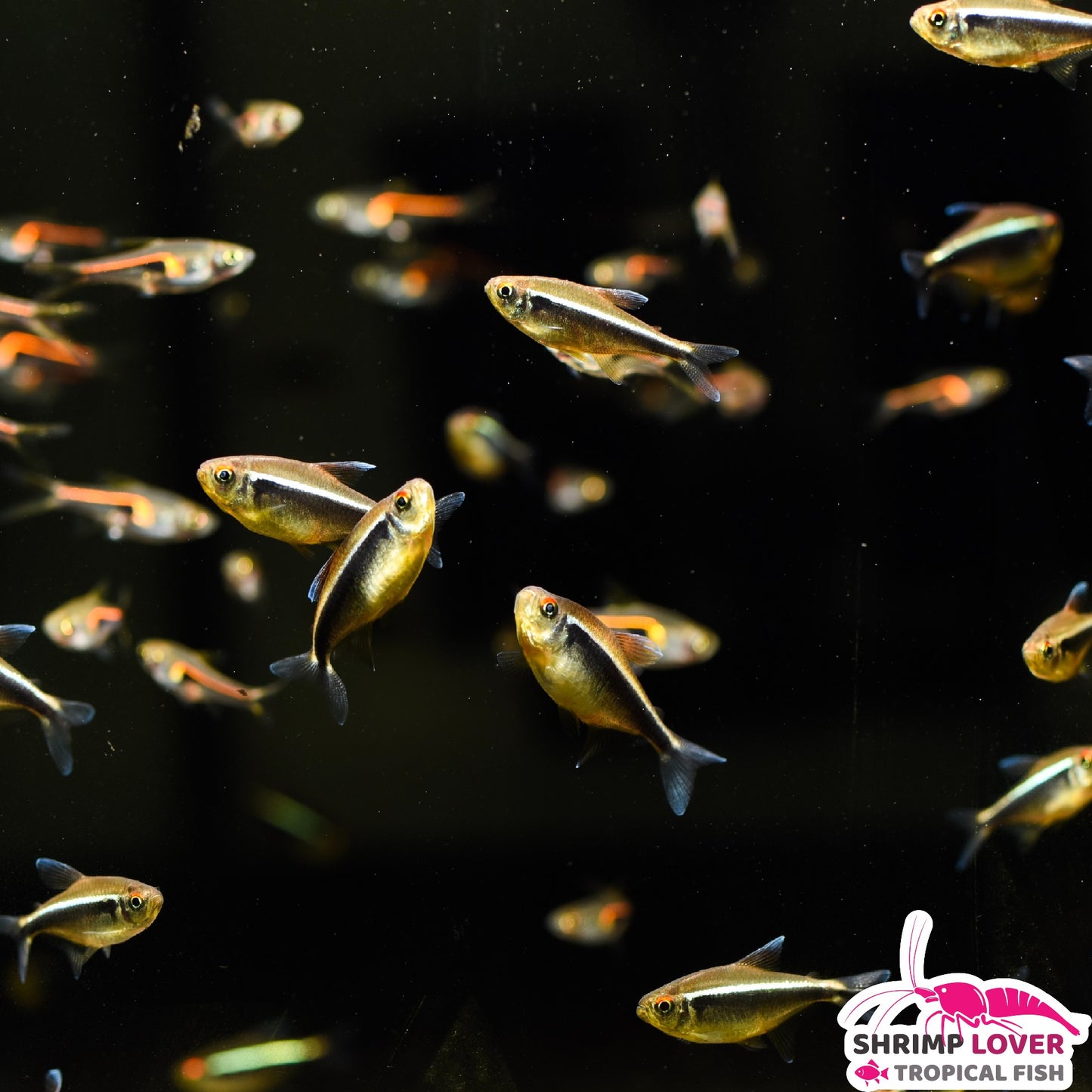 Black Neon Tetra