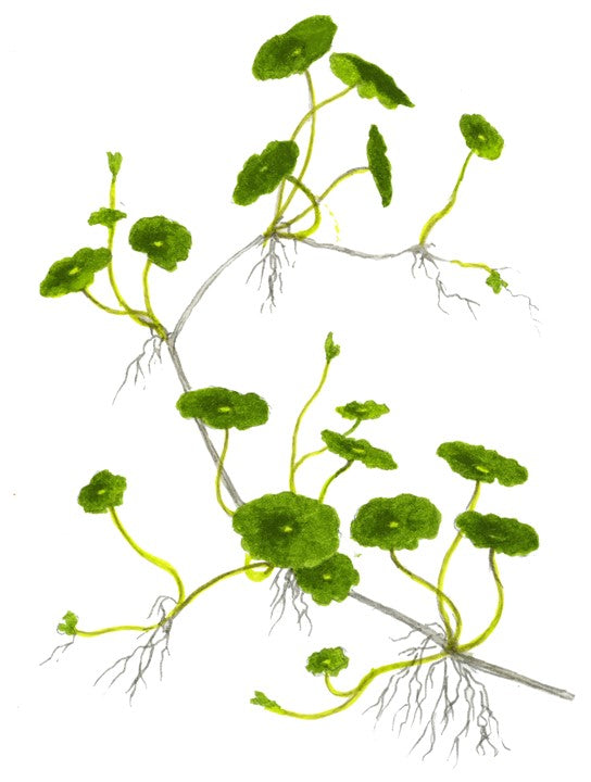 Hydrocotyle verticillata