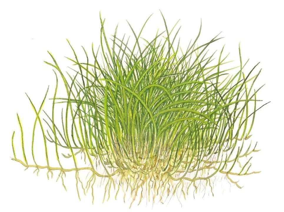 Eleocharis acicularis 'Mini'