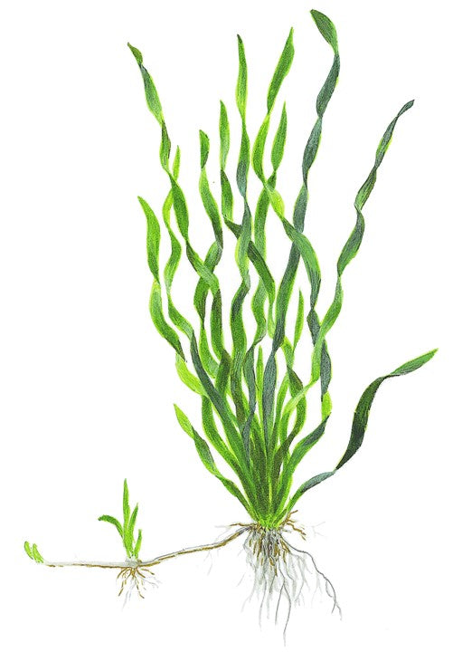 Vallisneria americana 'Asiatica'