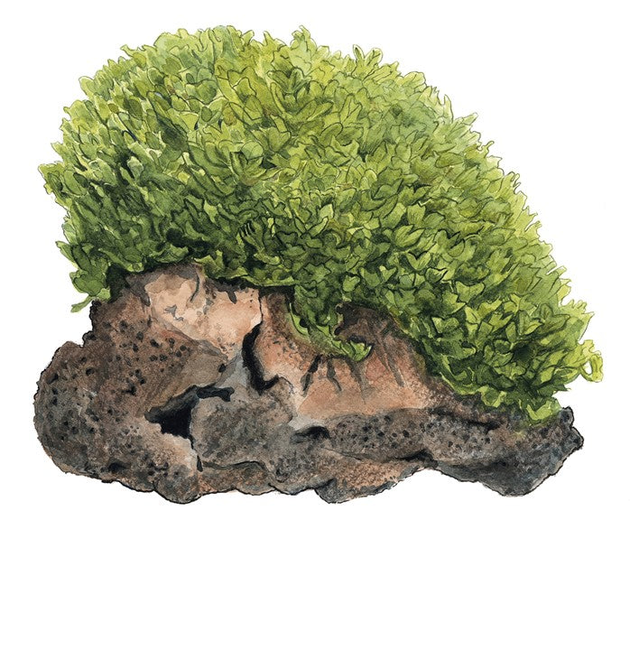 Subwassertang moss( Monosolenium tenerum)