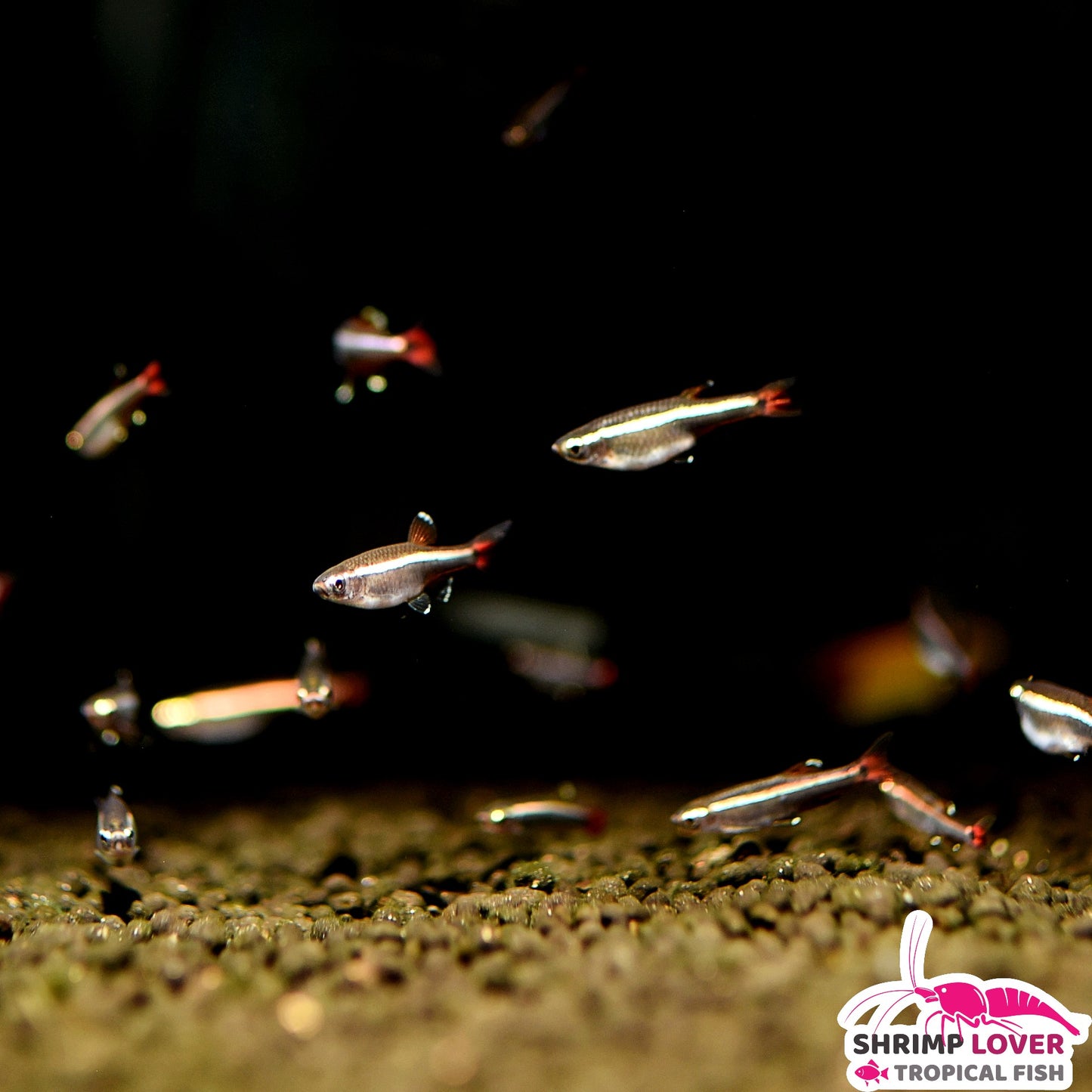 White Cloud Mountain Minnow