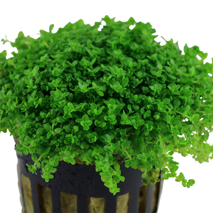 Hemianthus callitrichoides 'Cuba'
