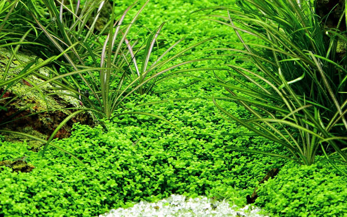 Hemianthus callitrichoides 'Cuba'