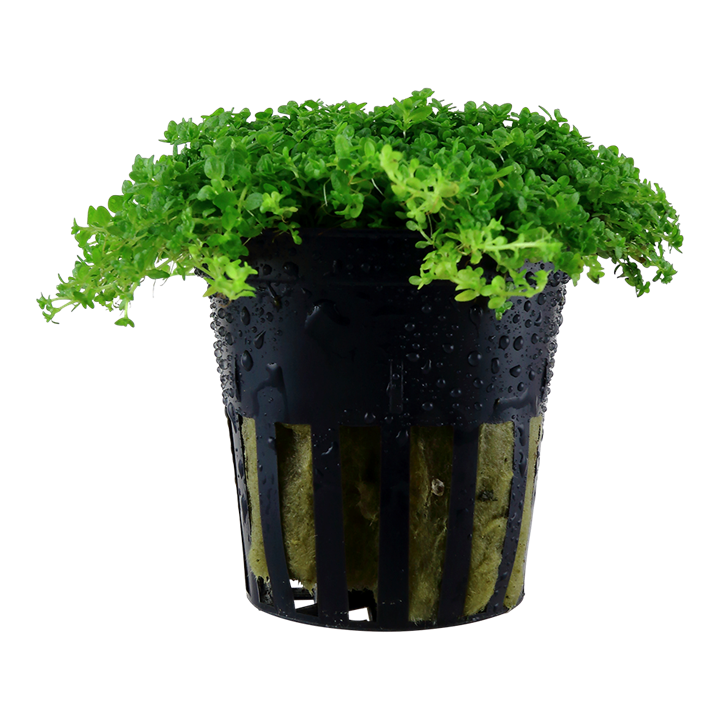 Hemianthus callitrichoides 'Cuba'