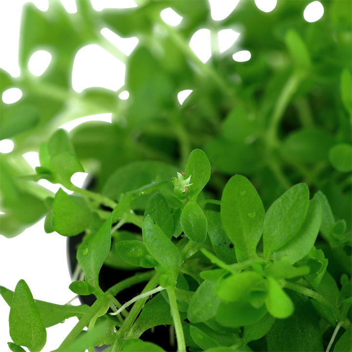 Hemianthus micranthemoides