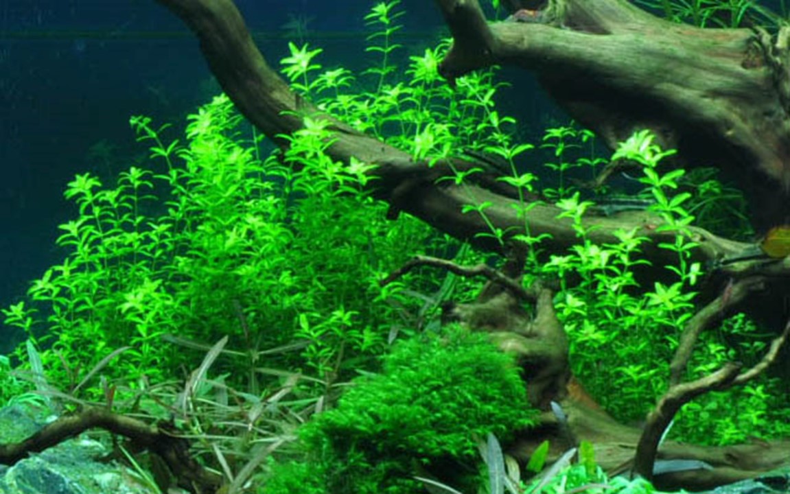 Hemianthus micranthemoides
