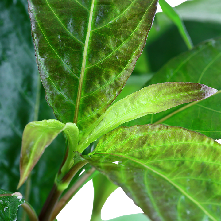 Hygrophila corymbosa 'Siamensis'