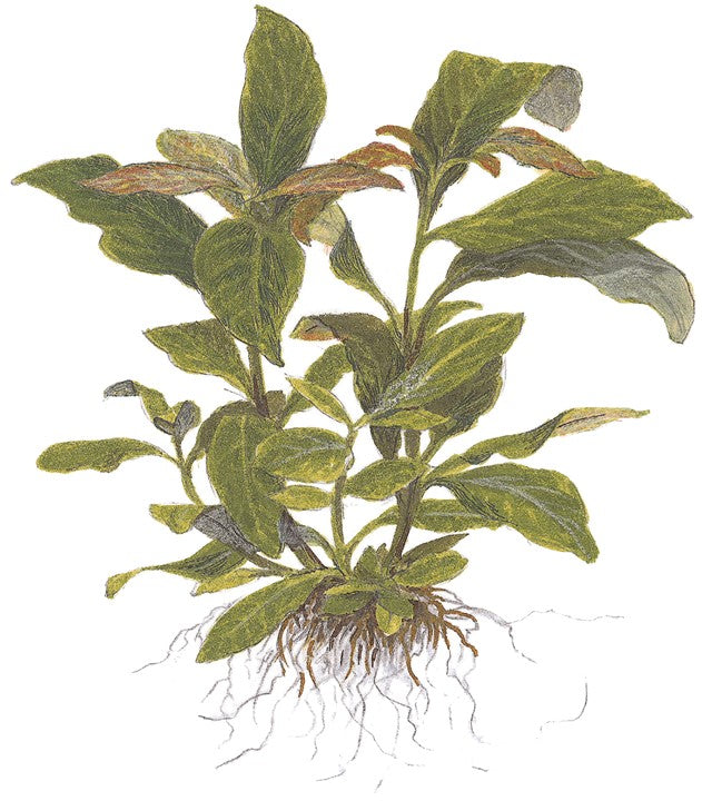 Hygrophila corymbosa 'Siamensis'