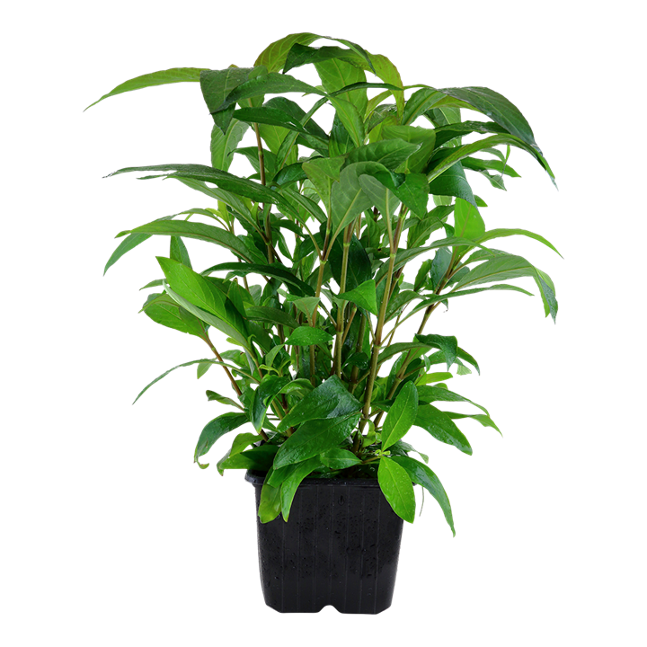 Hygrophila corymbosa 'Siamensis'