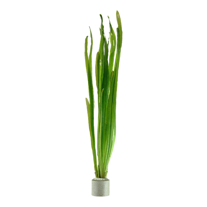 Vallisneria americana 'Natans'