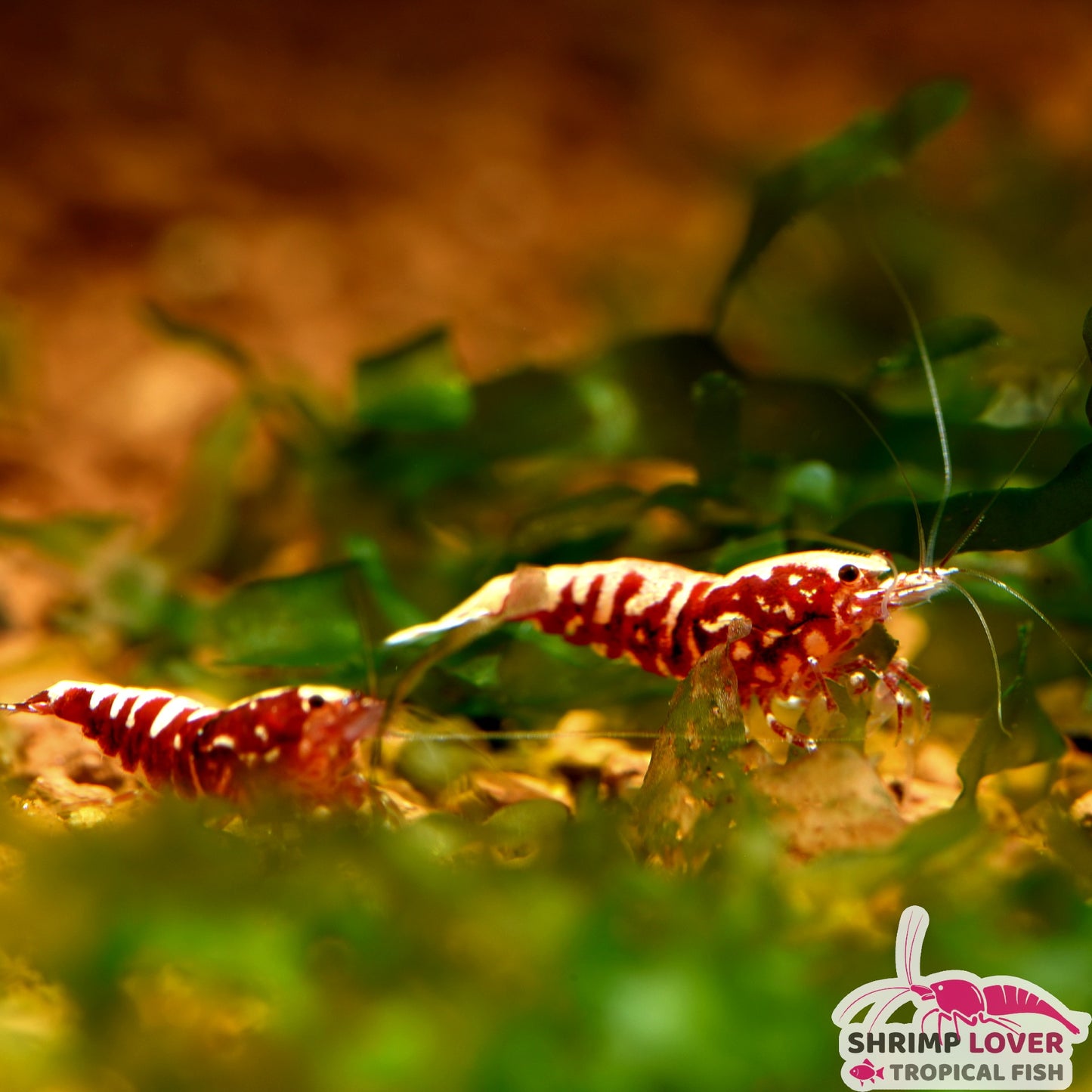 Red Galaxy Fishbone Pinto