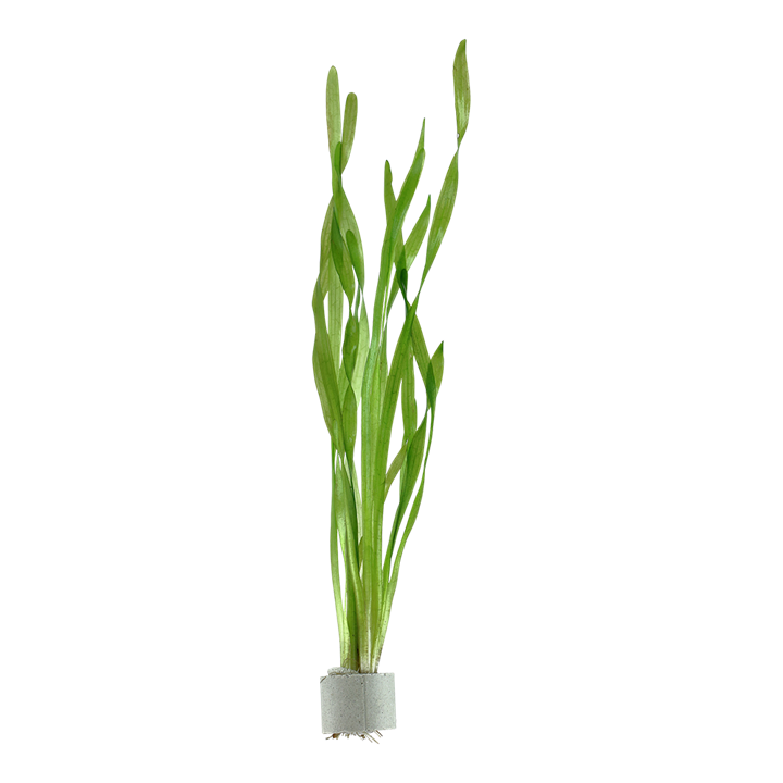 Vallisneria americana 'Asiatica'