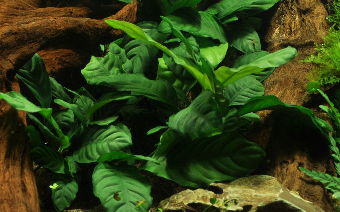 Anubias barteri 'Coffeifolia'