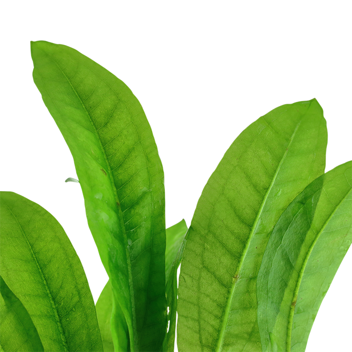 Echinodorus grisebachii 'Bleherae'