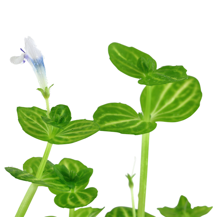 Lindernia rotundifolia