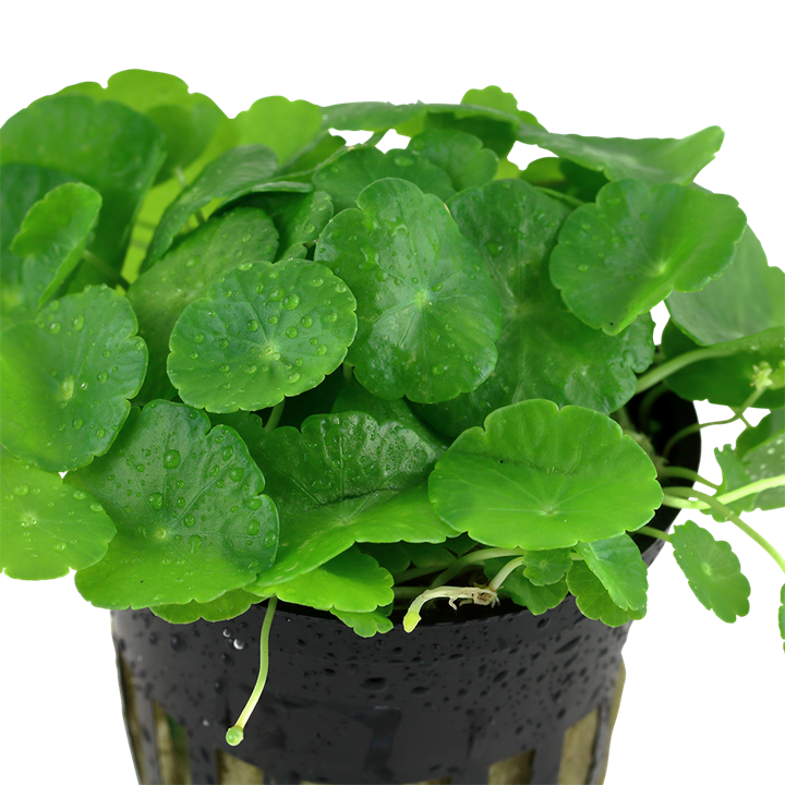 Hydrocotyle verticillata