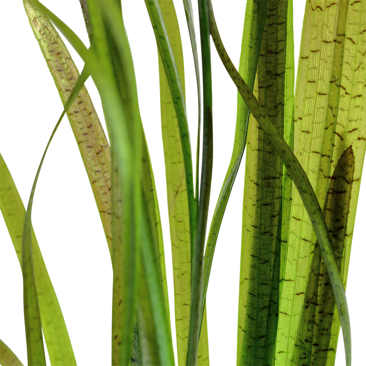 Vallisneria spiralis 'Tiger'