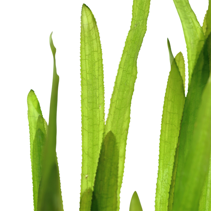 Vallisneria americana 'Natans'