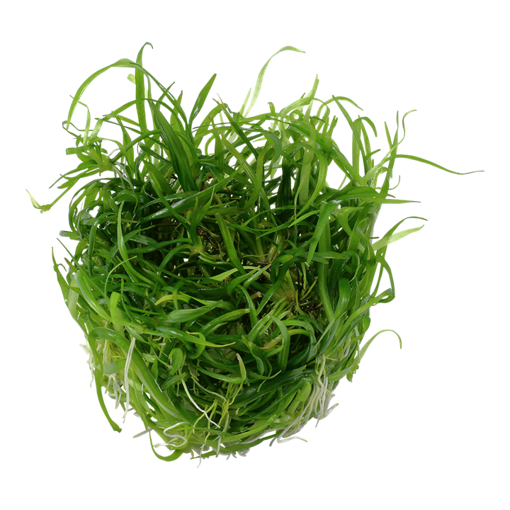 Helanthium tenellum 'Green'