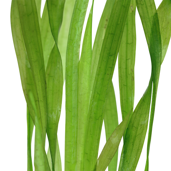 Vallisneria americana 'Asiatica'