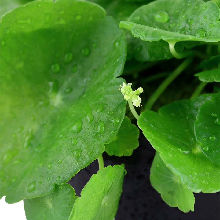 Hydrocotyle verticillata