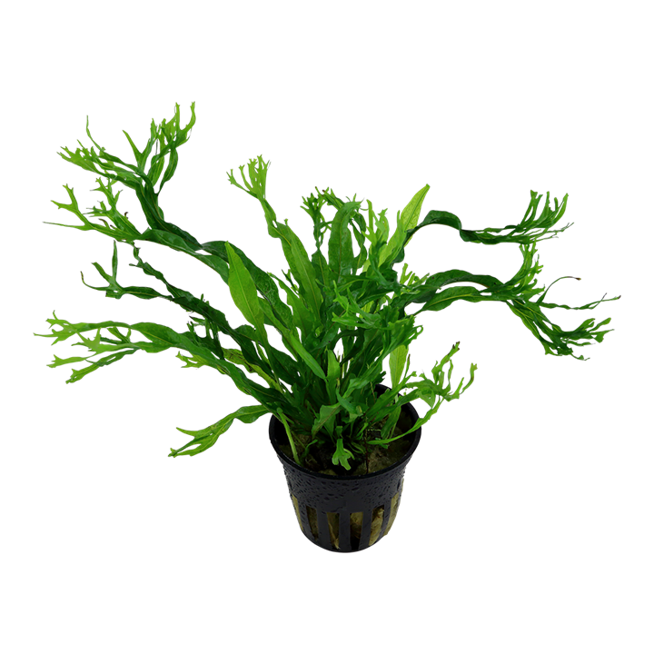 Microsorum pteropus 'Windeløv'