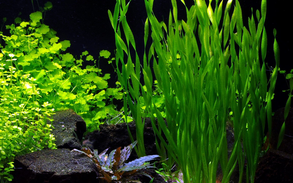 Vallisneria americana 'Asiatica'