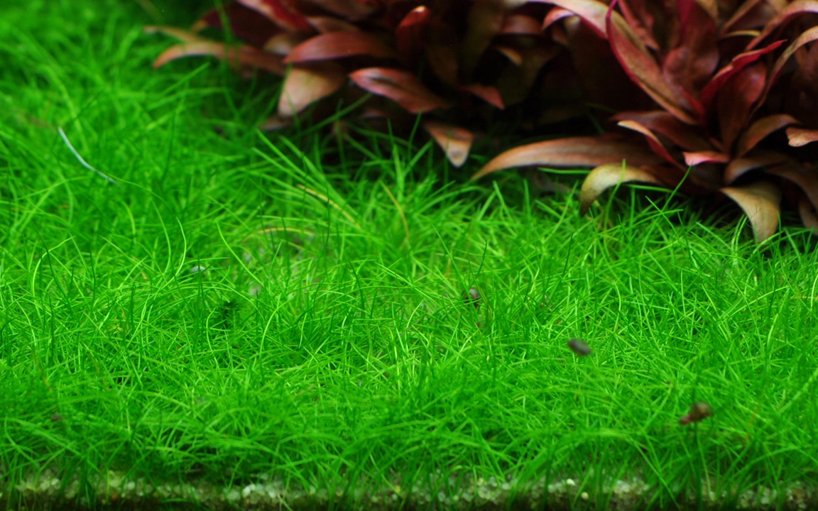 Eleocharis acicularis 'Mini'
