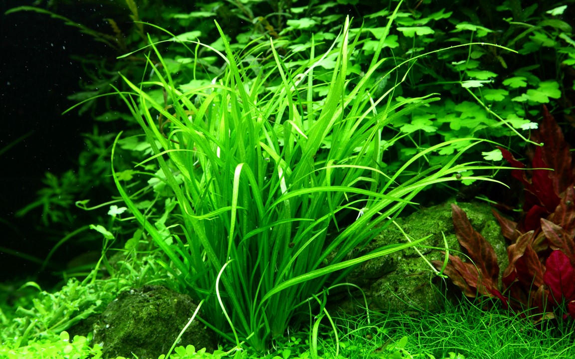 Helanthium tenellum 'Green'