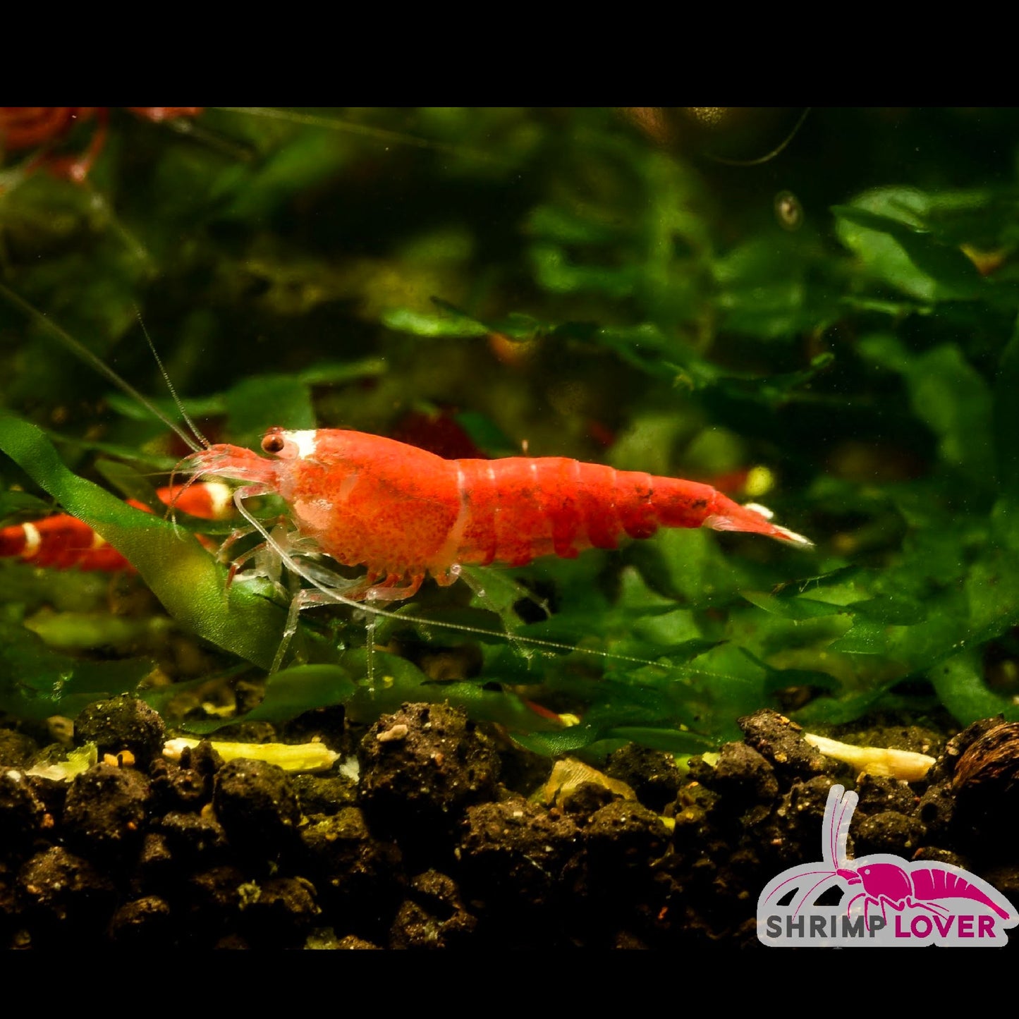Super Red crystal Shrimp