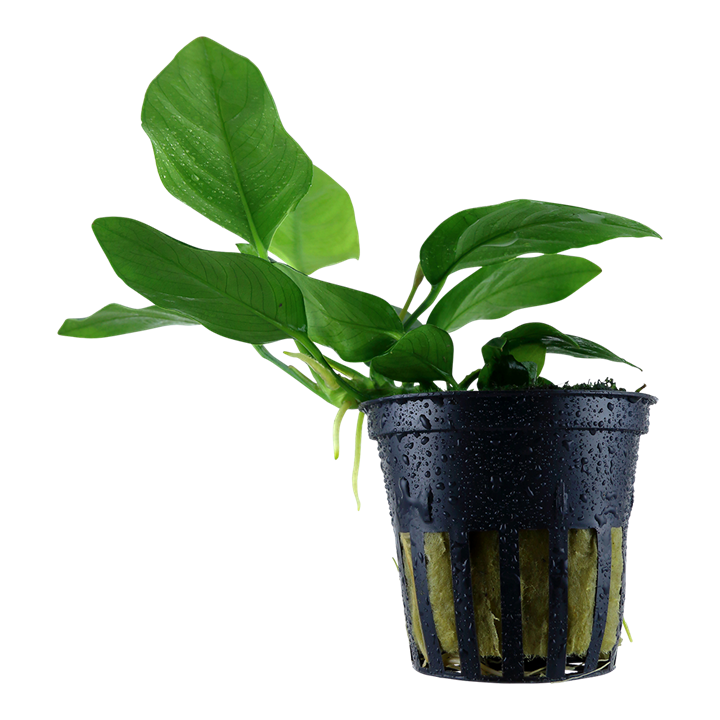 Anubias barteri var. nana
