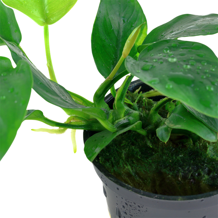 Anubias barteri var. nana