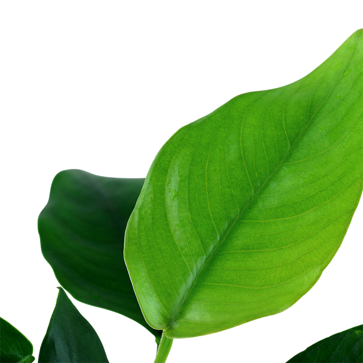 Anubias barteri var. nana