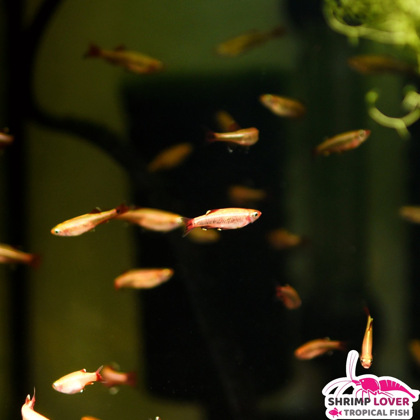 Gold Cloud Mountain Minnow