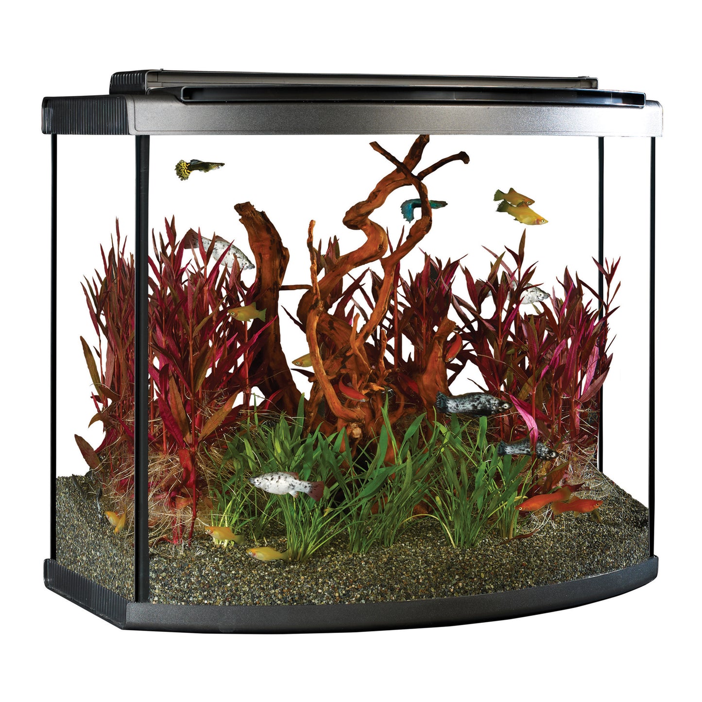 Fluval Premium Aquarium Kit with LED - 26 Bow - 98 L (26 US Gal) ( Pre-Order Only) (Free Delivery to your Driveway available within 10km from store)