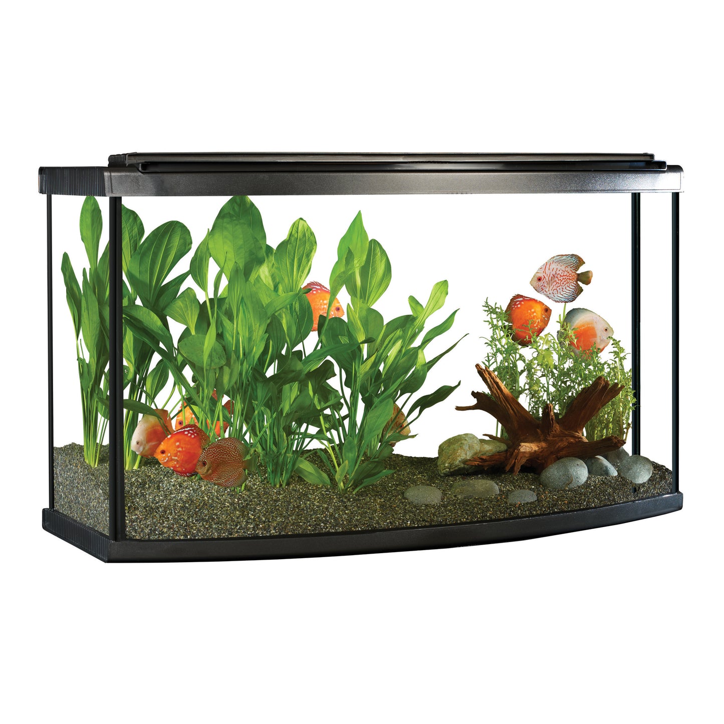 Fluval Premium Aquarium Kit with LED - 45 Bow - 170 L (45 US Gal) (Pre-Order Only) (Free Delivery to your Driveway available within 10km from store)