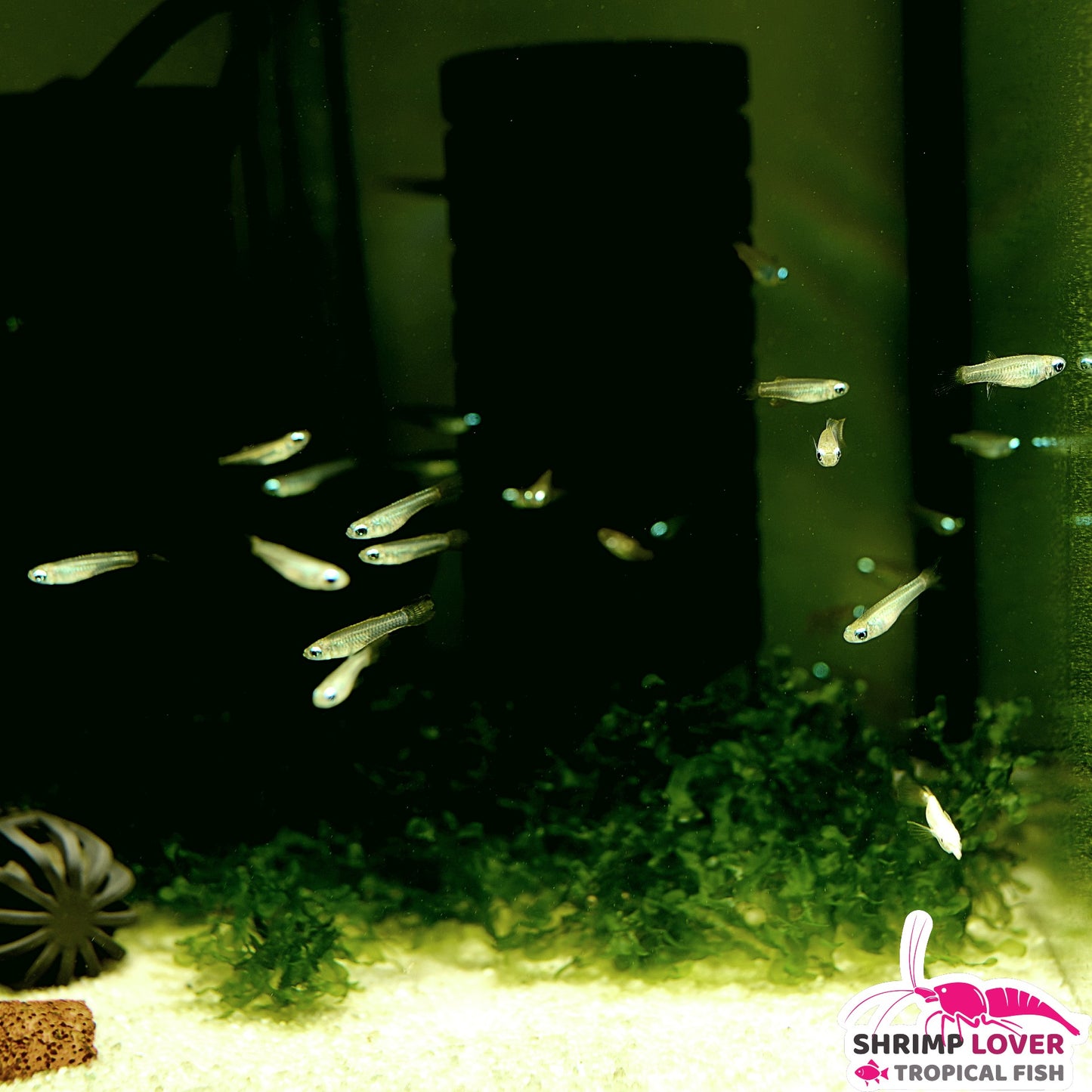 Norman's Lampeye Killifish